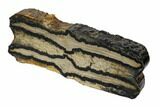Mammoth Molar Slice With Case - South Carolina #106437-2
